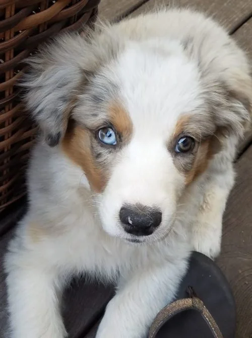 healthy Australian Sheppard