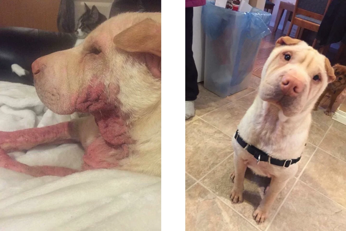 Dog Before and After with skin issues Shar Pei with Skin issues before and after Petandim®