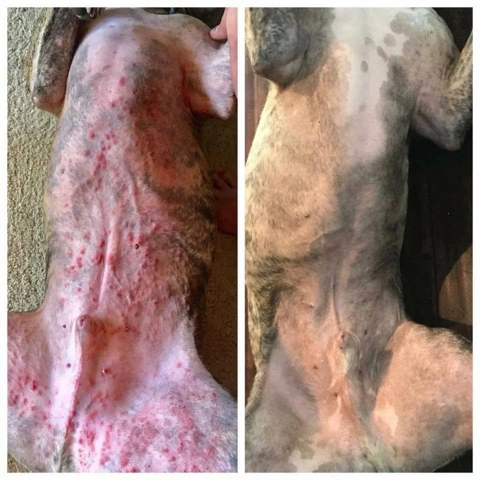 dog with skin condition before and after using Petandim® skin condition improves on Petandim®